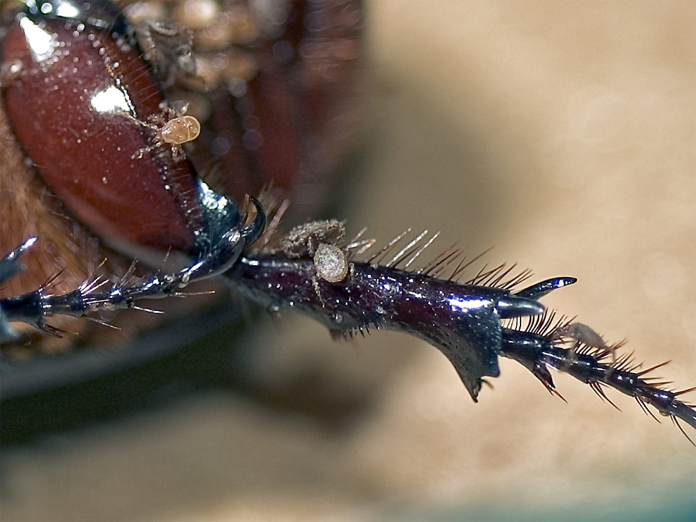 Gepeinigter Nashornkäfer - Detail