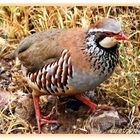 "Gepflegter" Steinhuhn-Mann