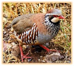 "Gepflegter" Steinhuhn-Mann