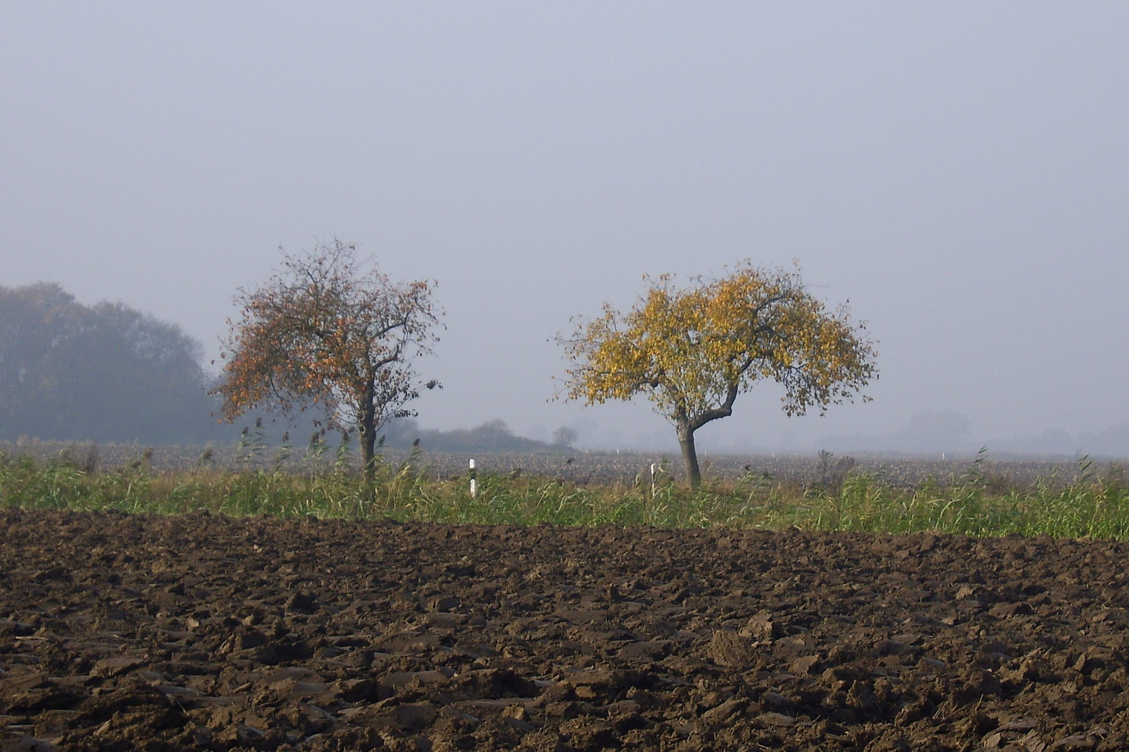 gepflügtes Feld