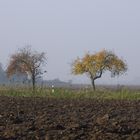 gepflügtes Feld