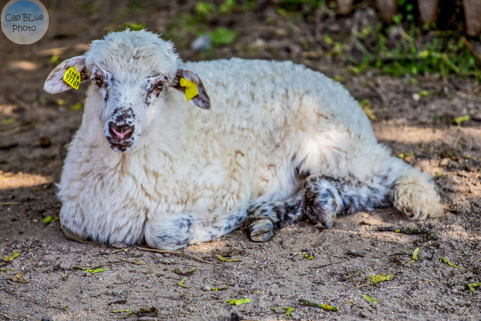 Gepierctes Schäfchen im Wormser Zoo