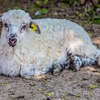 Gepierctes Schäfchen im Wormser Zoo