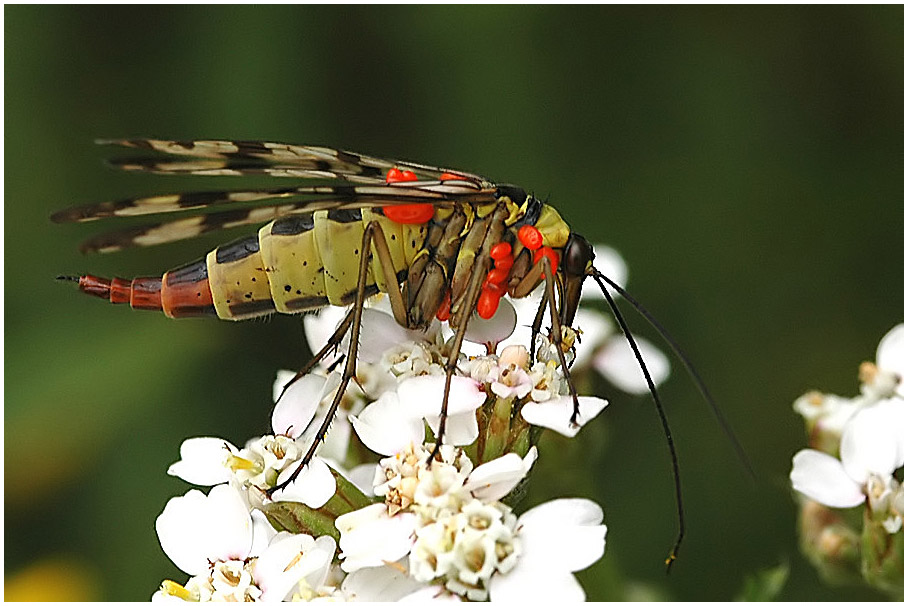 geplagte Skorpionsfliege, seitlich