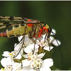 geplagte Skorpionsfliege, seitlich