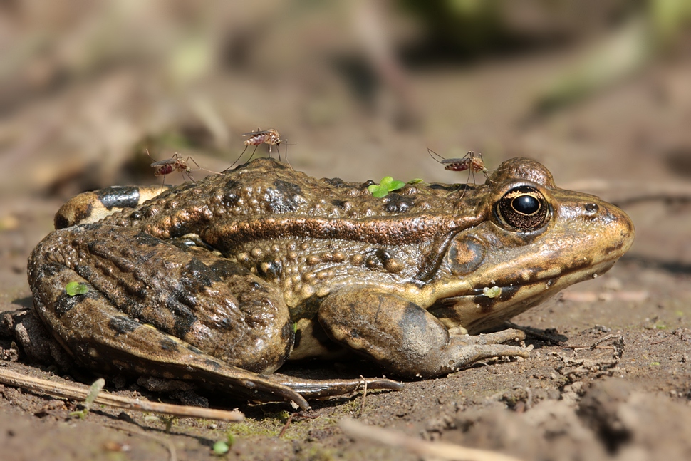 geplagter Frosch