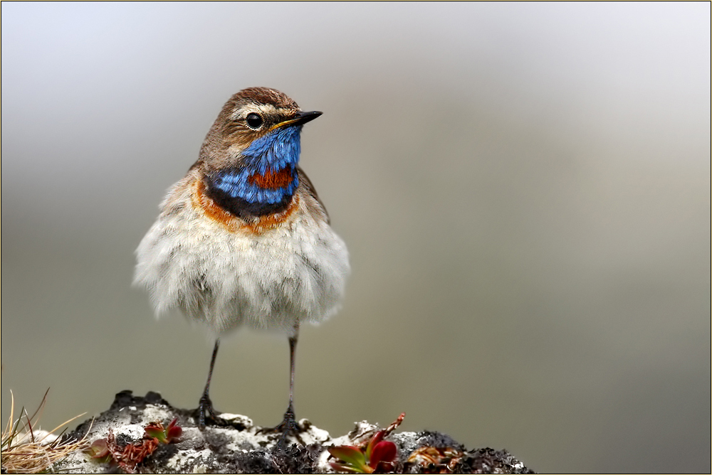 Geplustertes Blaukehlchen