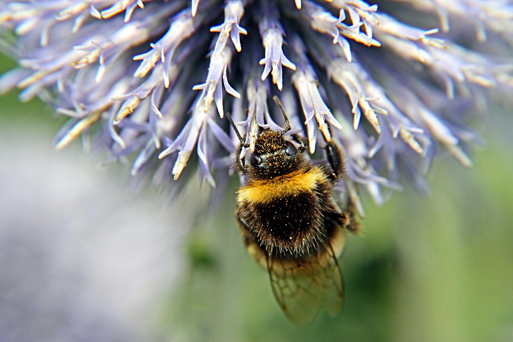 gepuderte Hummel auf Kugeldistel