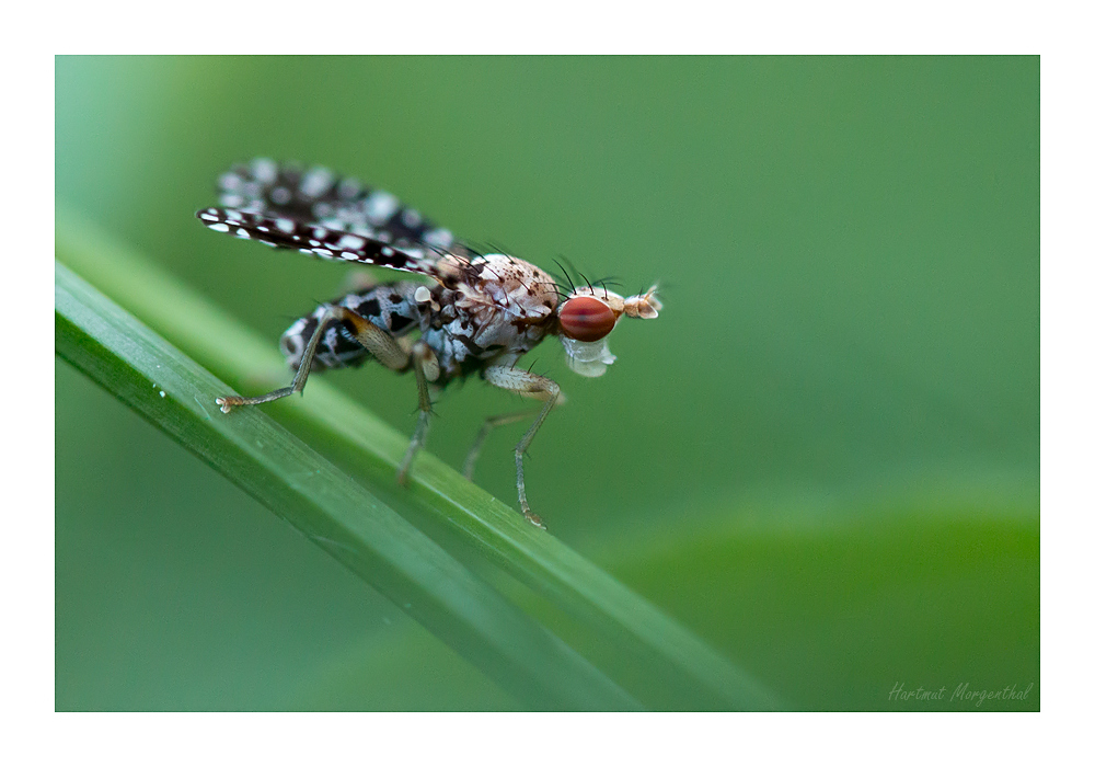 Gepunktete Hornfliege