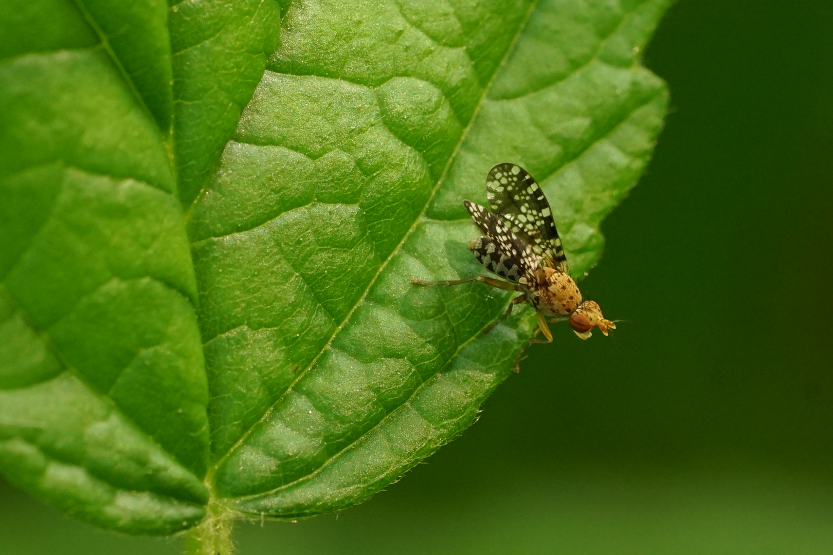 Gepunktete Hornfliege