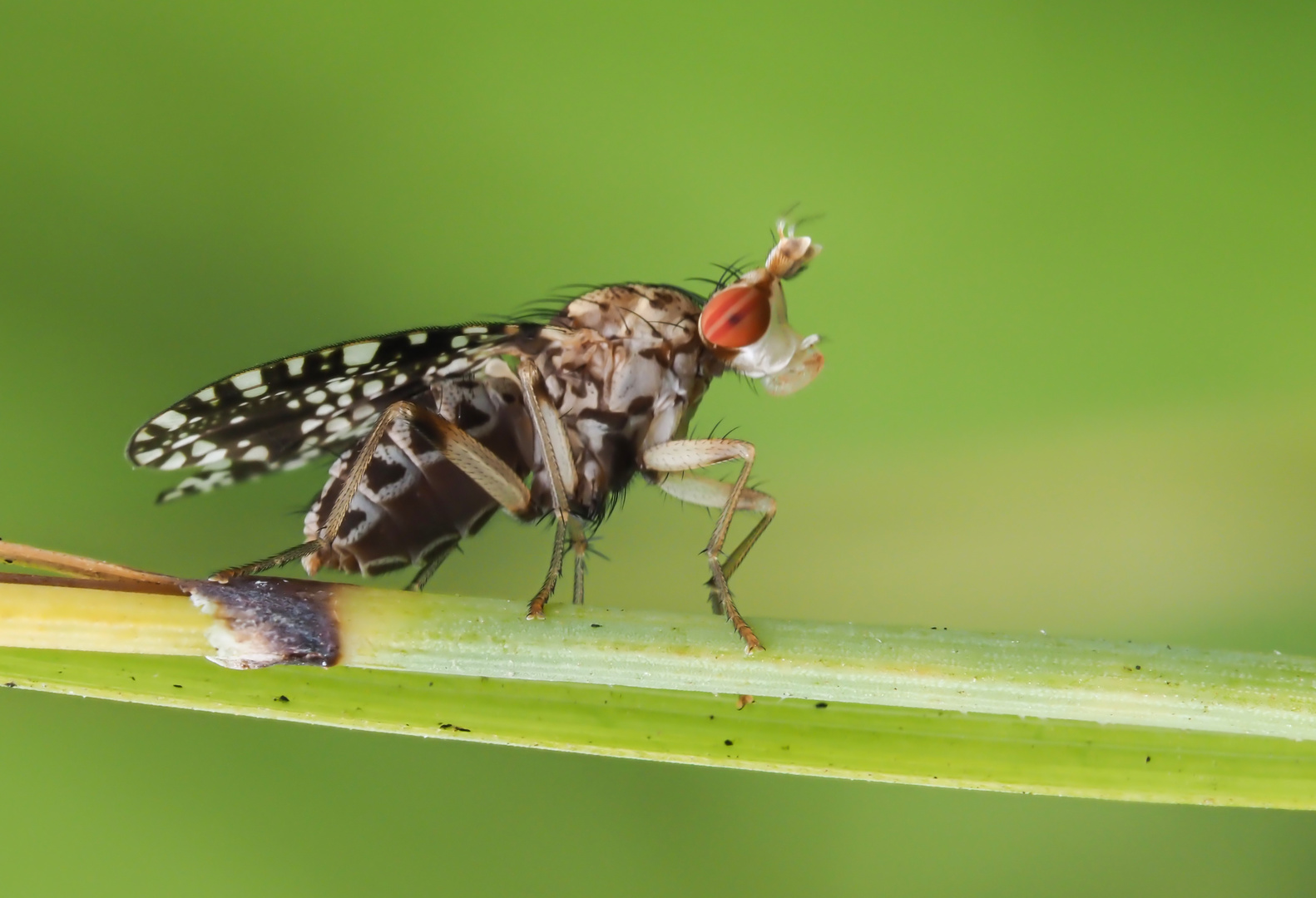 Gepunktete Hornfliege (Trypetoptera punctulata)