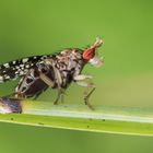 Gepunktete Hornfliege (Trypetoptera punctulata)