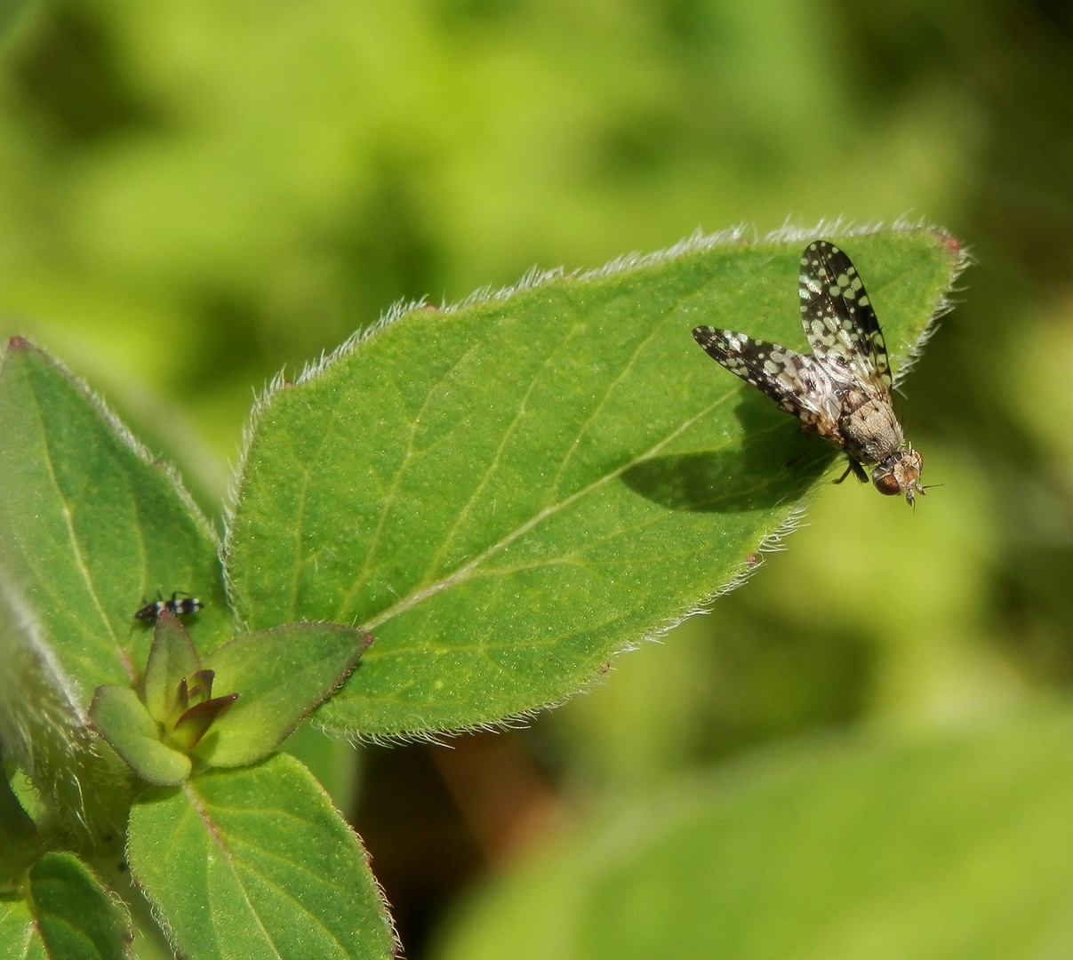 Gepunktete Hornfliege (Trypetoptera punctulata) ?