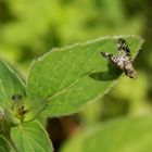 Gepunktete Hornfliege (Trypetoptera punctulata) ?