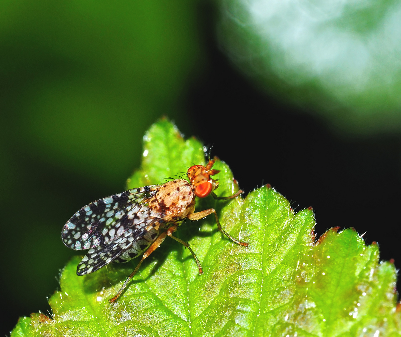 Gepunktete Hornfliege (Trypetoptera punctulata) im Festkleid!