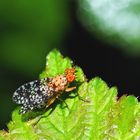 Gepunktete Hornfliege (Trypetoptera punctulata) im Festkleid!