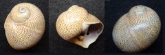 Gepunktete Nabelschnecke (Naticarius stercusmuscarum)