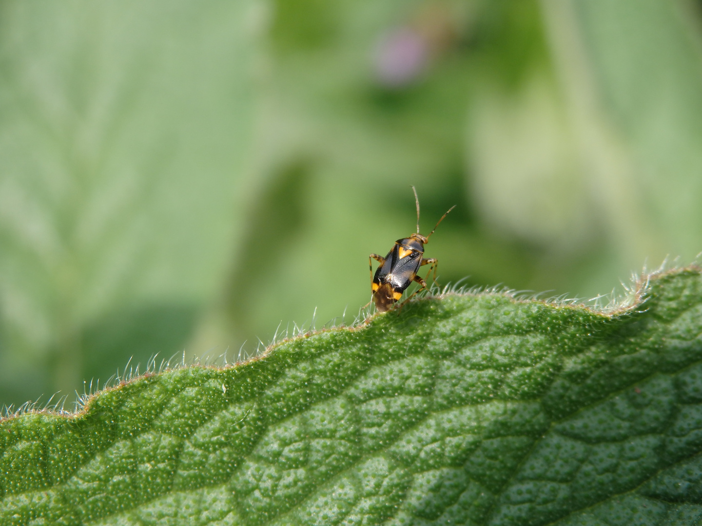 Gepunktete Nesselwanze (Liocoris tripostulatus) auf Beinwell