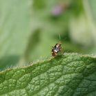 Gepunktete Nesselwanze (Liocoris tripostulatus) auf Beinwell