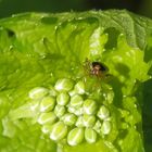 Gepunktete Nesselwanze (Liocoris tripostulatus) auf Knoblauchsrauke