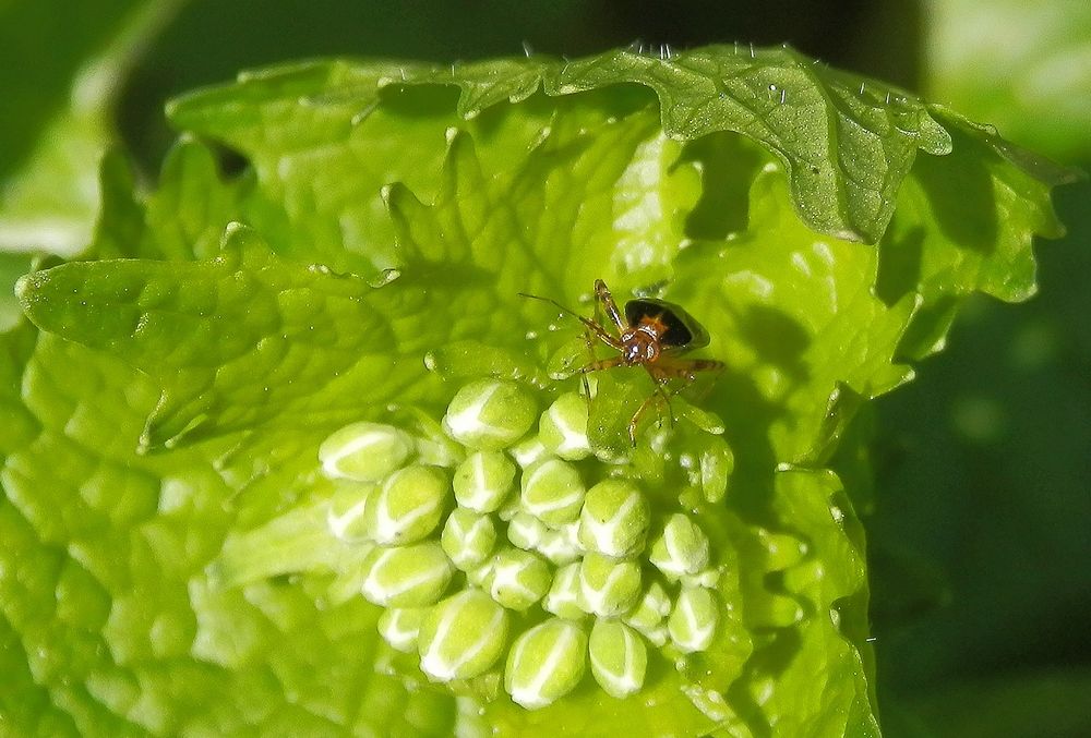 Gepunktete Nesselwanze (Liocoris tripostulatus) auf Knoblauchsrauke