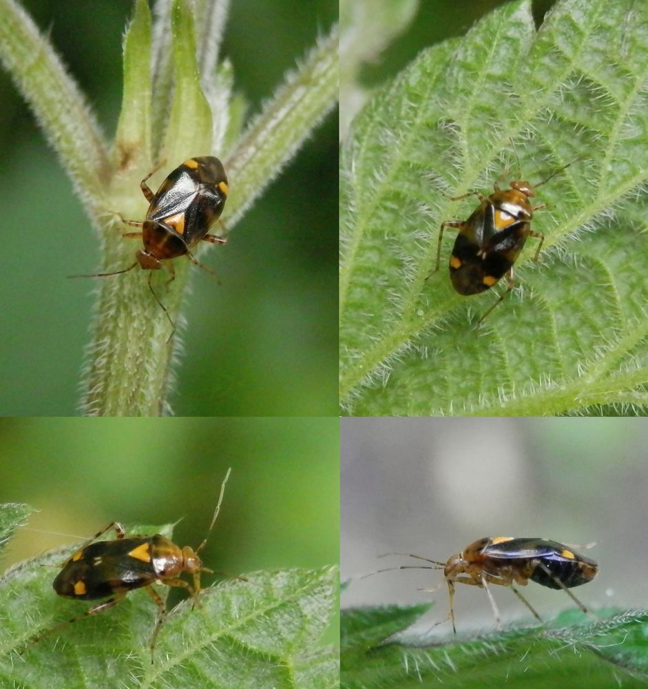 Gepunktete Nesselwanze (Liocoris tripostulatus)