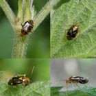 Gepunktete Nesselwanze (Liocoris tripostulatus)