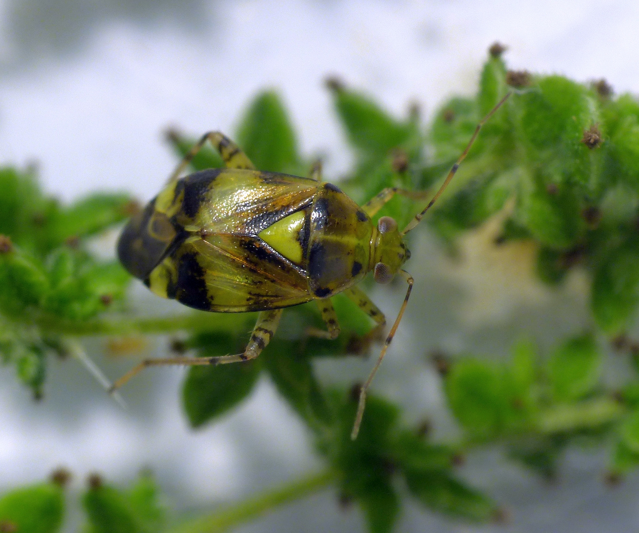 Gepunktete Nesselwanze (Liocoris tripostulatus) - Imago