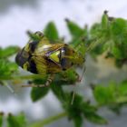 Gepunktete Nesselwanze (Liocoris tripostulatus) - Imago