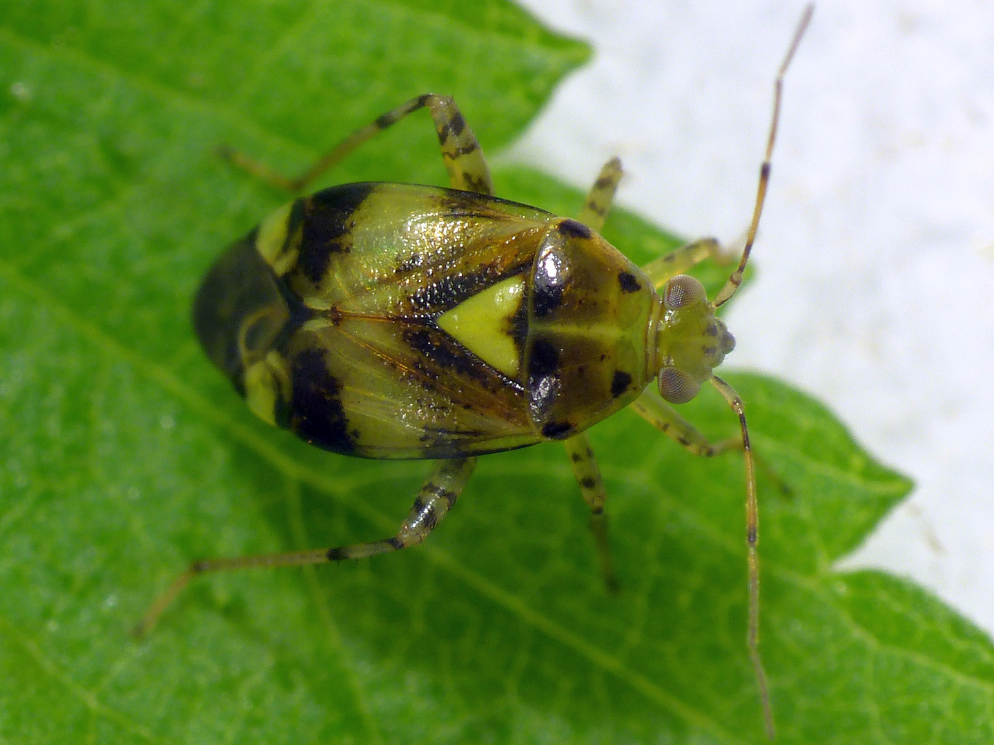 Gepunktete Nesselwanze (Liocoris tripostulatus) - Imago