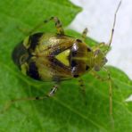 Gepunktete Nesselwanze (Liocoris tripostulatus) - Imago