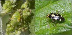 Gepunktete Nesselwanze (Liocoris tripostulatus) - Jung & Alt