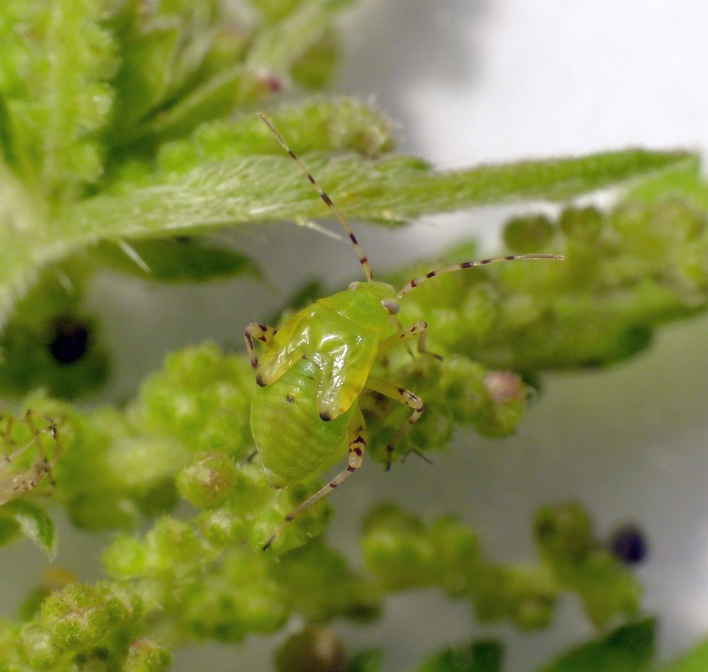 Gepunktete Nesselwanze (Liocoris tripostulatus) - L5-Nymphe