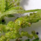 Gepunktete Nesselwanze (Liocoris tripostulatus) - L5-Nymphe