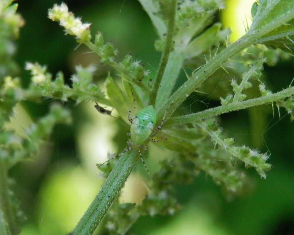 Gepunktete Nesselwanze (Liocoris tripostulatus) - Nymphe