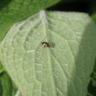 Gepunktete Nesselwanze (Liocoris tripustulatus) auf Beinwell