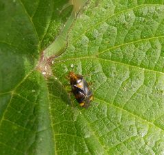 Gepunktete Nesselwanze (Liocoris tripustulatus) auf Brennnessel