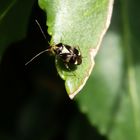 Gepunktete Nesselwanze (Liocoris tripustulatus) im heimischen Garten