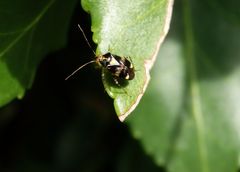 Gepunktete Nesselwanze (Liocoris tripustulatus) im heimischen Garten