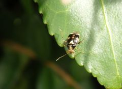 Gepunktete Nesselwanze (Liocoris tripustulatus) im heimischen Garten