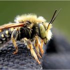 Gepunktete Wollbiene -Anthidium punctatum-