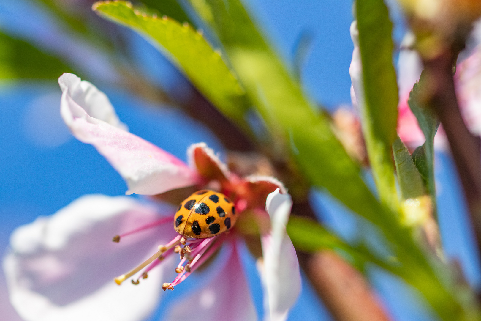 Gepunkteter Besucher