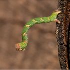 Gepunkteter Eichen-Gürtelpuppenspanner (Raupe)