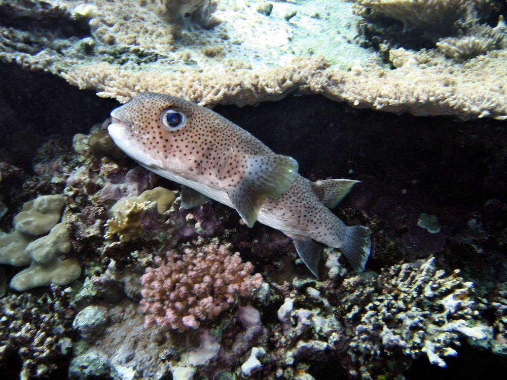 Gepunkteter Igelfisch