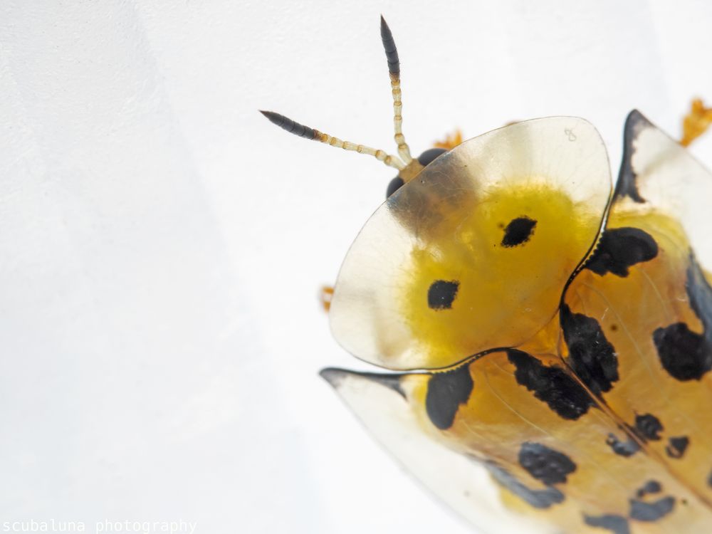 Gepunkteter Schildkäfer Foto &amp; Bild | asien, schild, natur Bilder auf ...