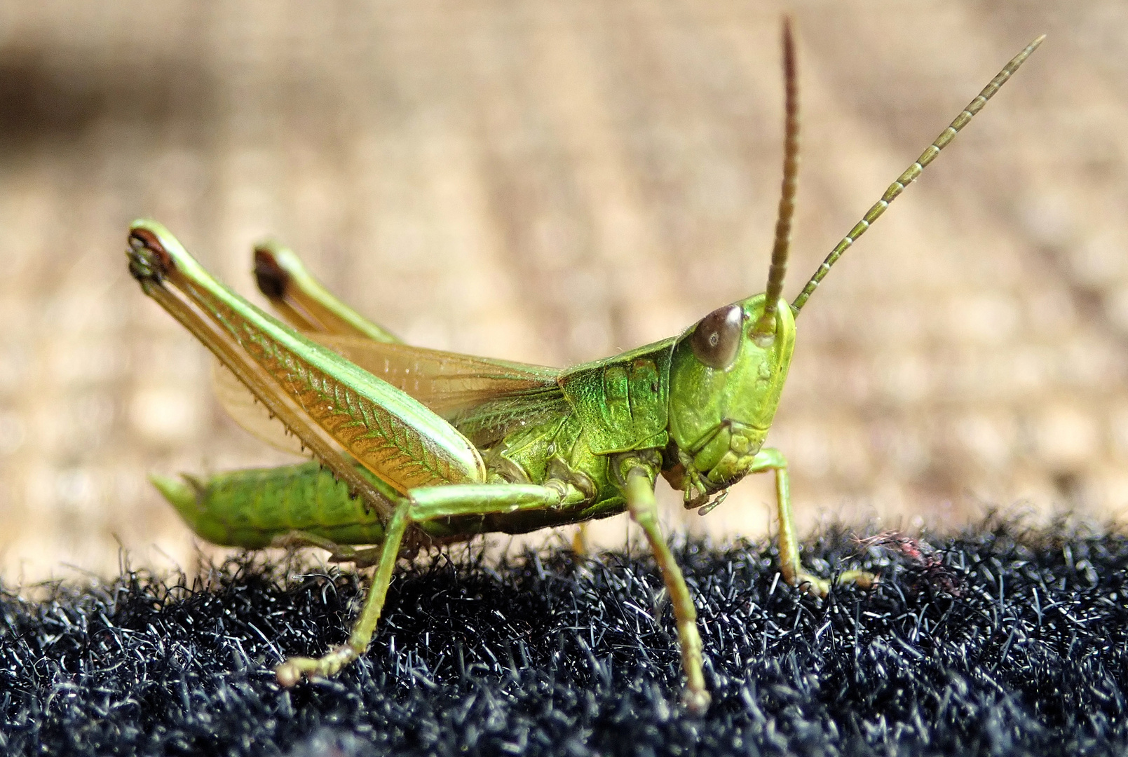 Gerade  auf der Terrasse