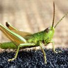 Gerade  auf der Terrasse