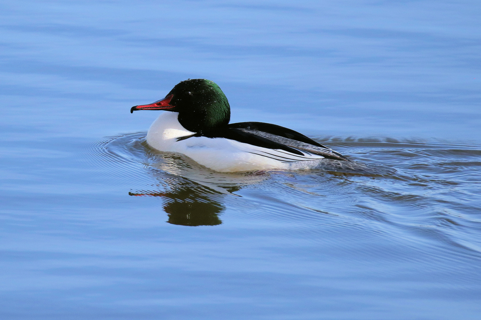 Gerade aufgetaucht... Gänsesäger Männchen - Mergus merganser -