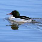 Gerade aufgetaucht... Gänsesäger Männchen - Mergus merganser -