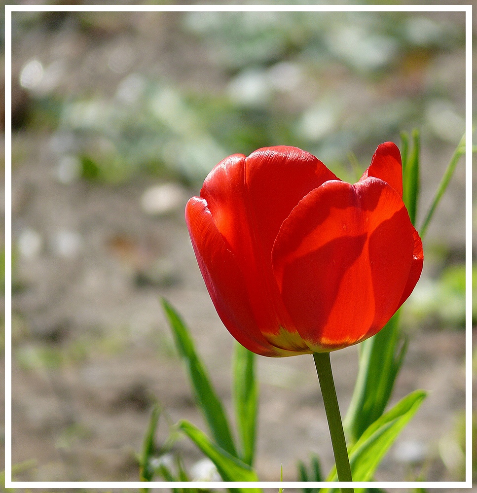 Gerade aus dem Garten